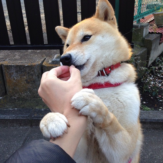 九游(jiuyou)官方网站-_极限滑草赛：在坡地上体验速度奇迹_，滑草滑道视频