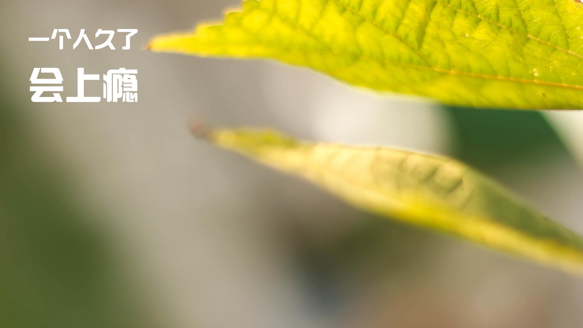 九游app官网下载-_雄鹿队字母哥连续佳绩，领跑联盟_，雄鹿主帅_字母哥取得很好进展 但无复出时