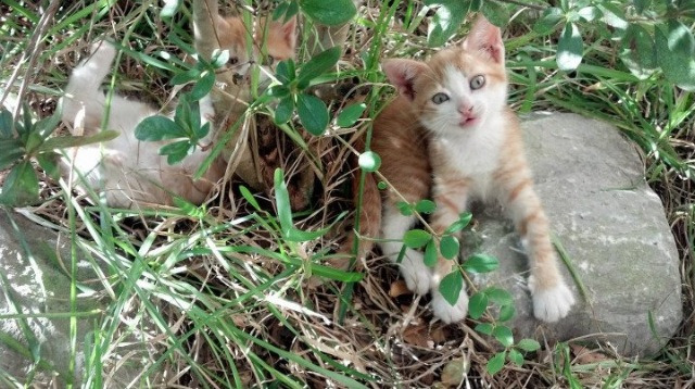 九游官网下载电脑版-【“秒投”规则冲击战术】投手如何在10秒内实现极速出手？