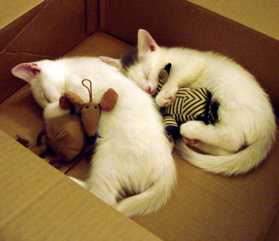 冰壶巡回赛：冷静裁判的策略对决，冰壶裁判法