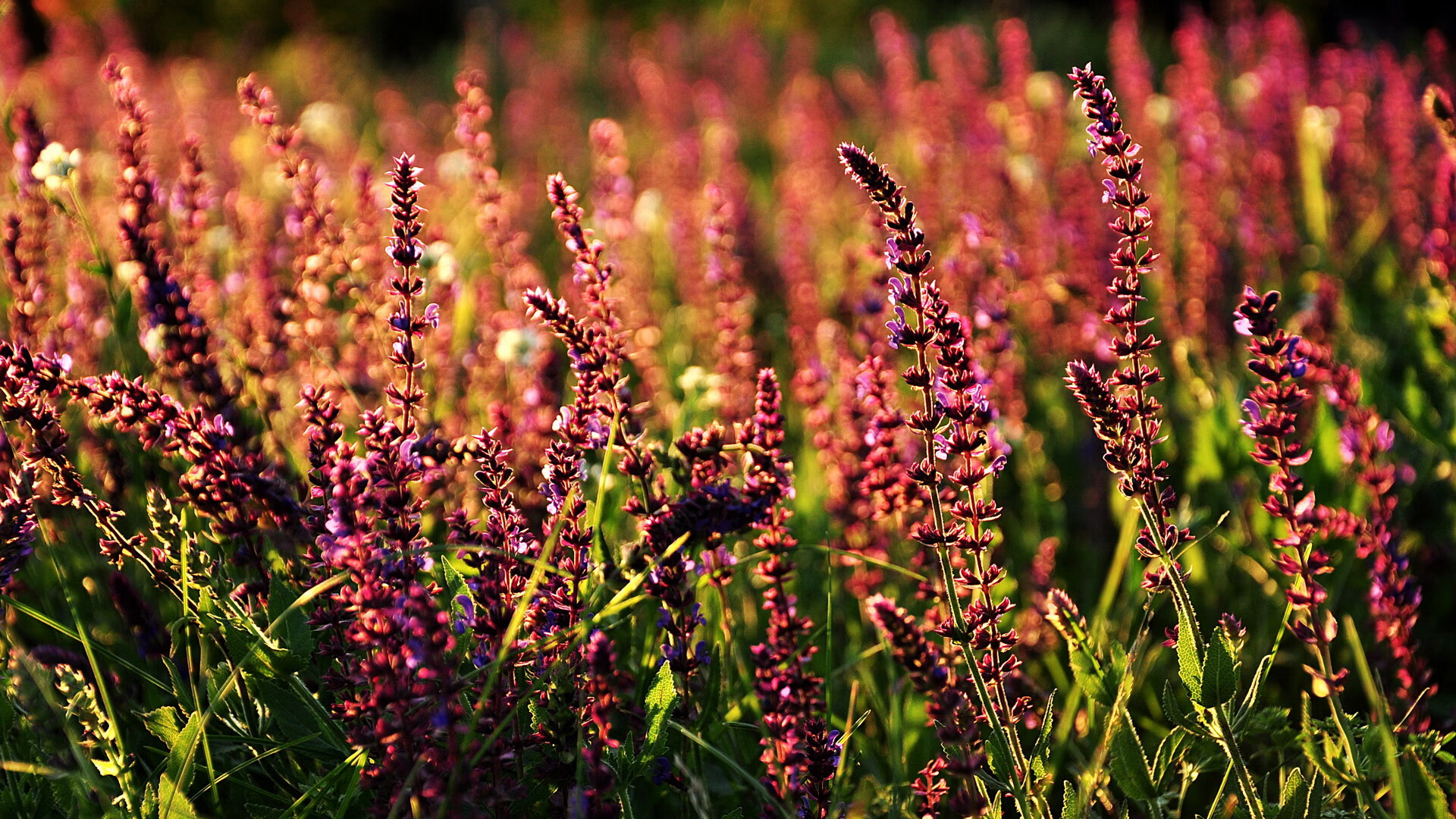 九游网-炉石传说全球锦标赛决赛，策略与运气的终极较量，炉石传说世界锦标赛2020