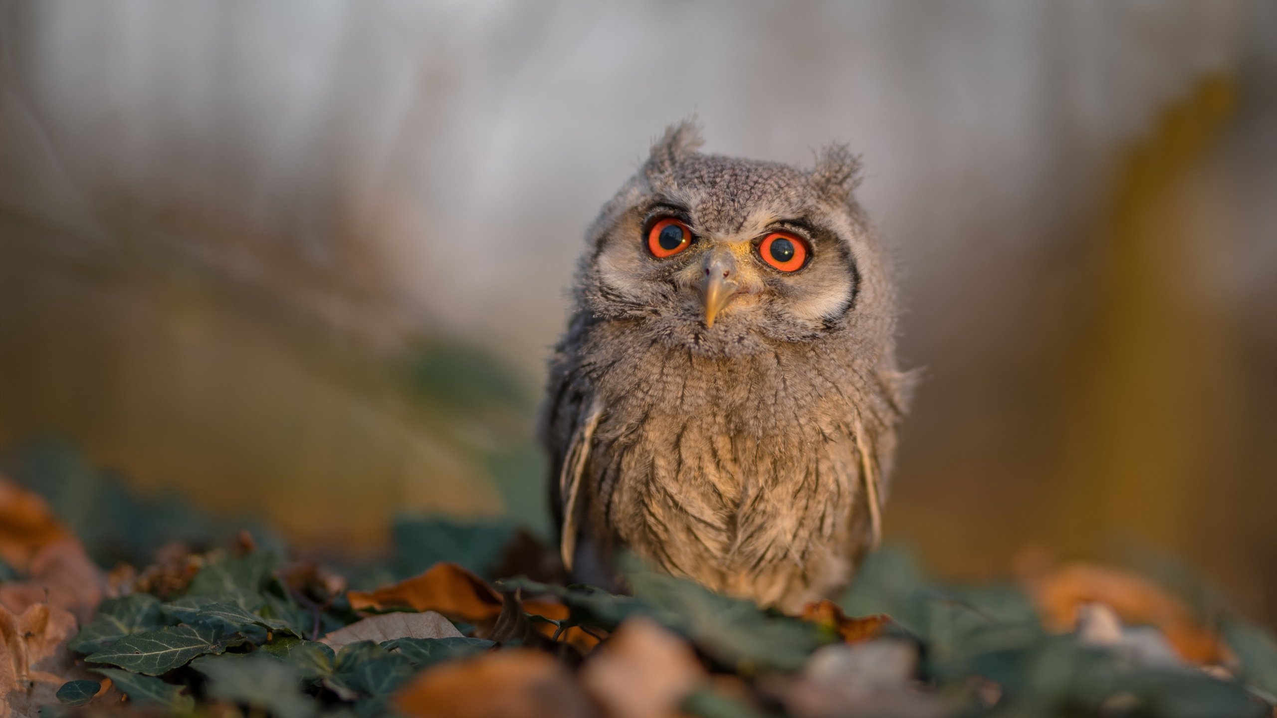 九游官网下载电脑版-英超：曼城在补时绝杀阿森纳，领跑形势变得更复杂，联赛杯曼城对阿森纳