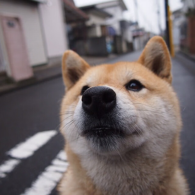 Aster新人快速成长,asterisk教程