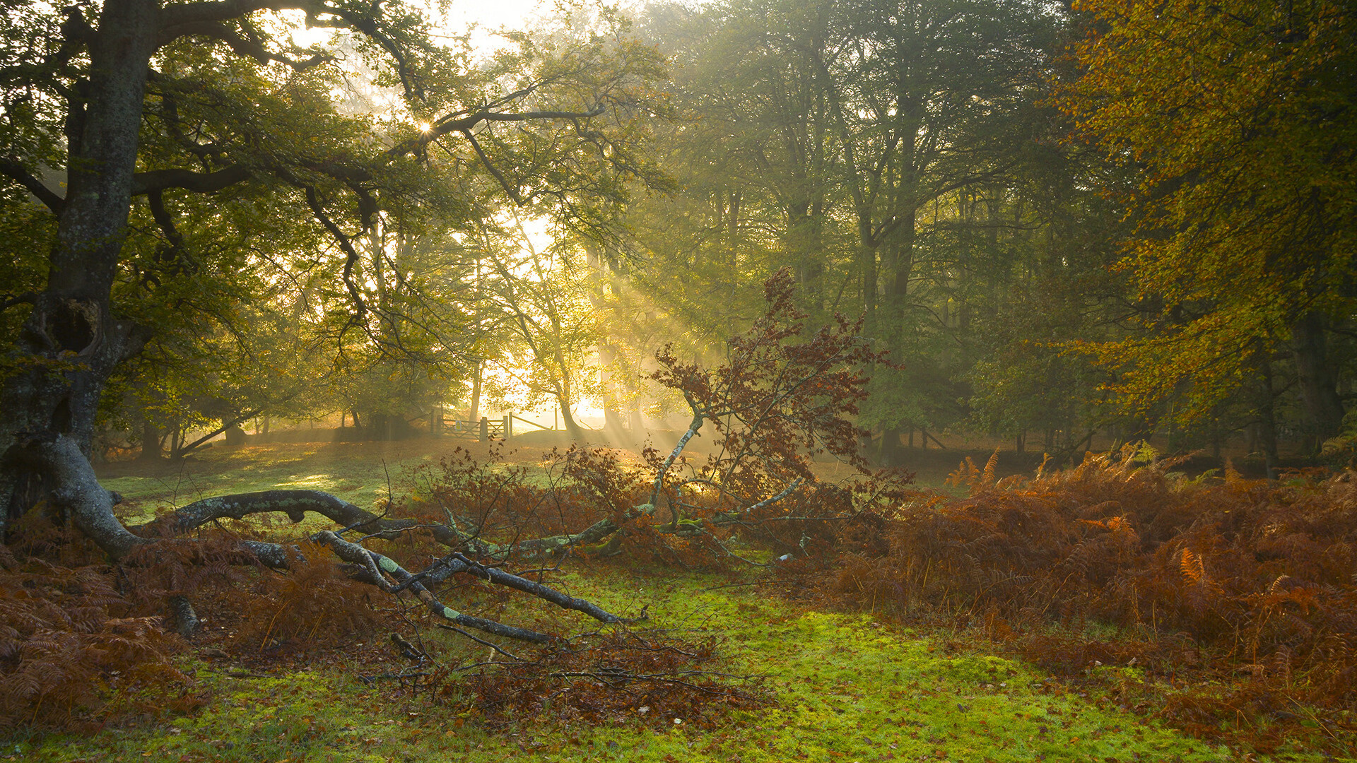 JiuyouAPP下载-冰岛队逆转胜出，芬兰队门庭若市，冰岛和芬兰离多远