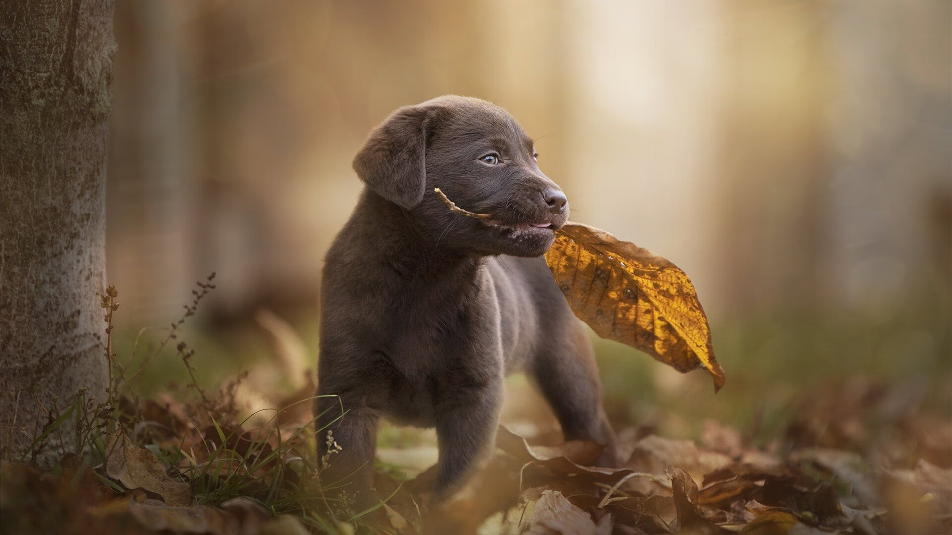 意外拳击裁判被指误判引风波,拳击误伤裁判视频