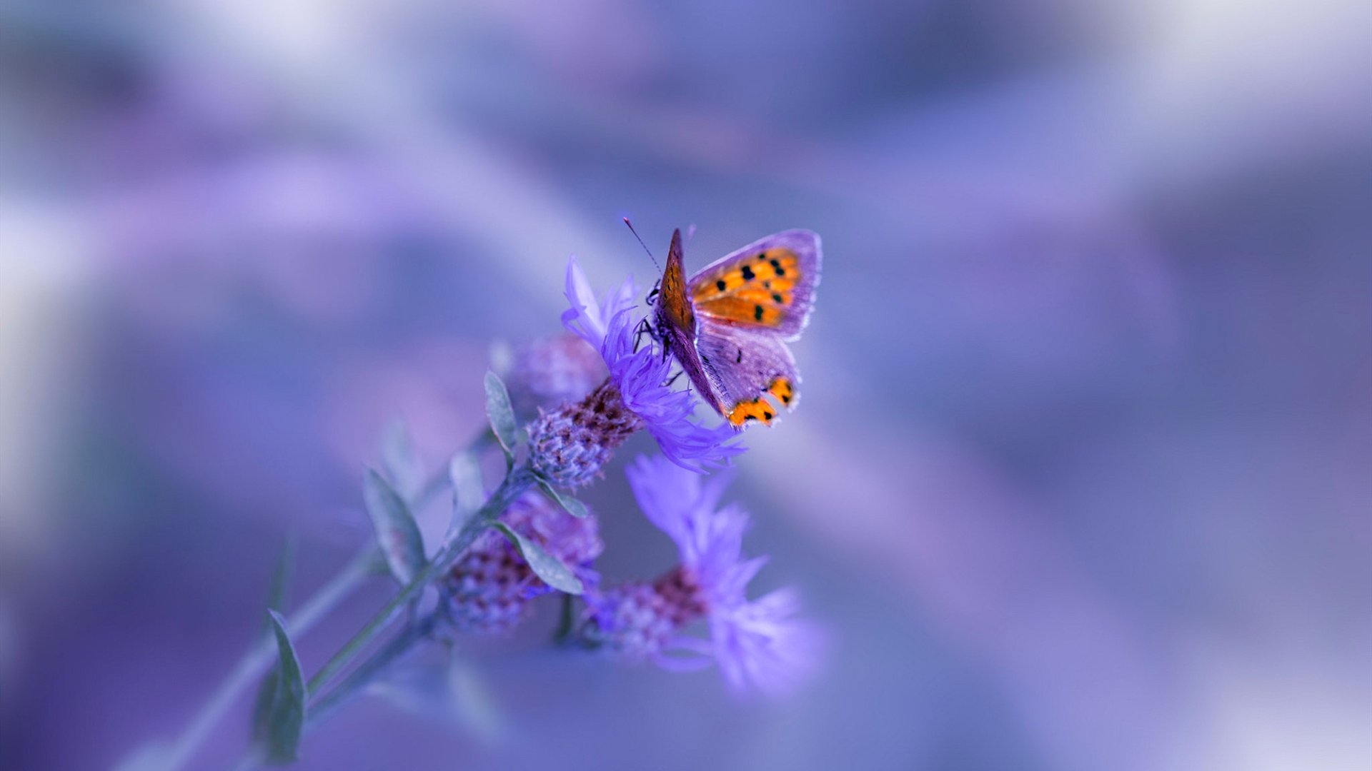 阿根廷主帅梅萨对阵巴西进行角逐，阿根廷最懂梅西的主帅