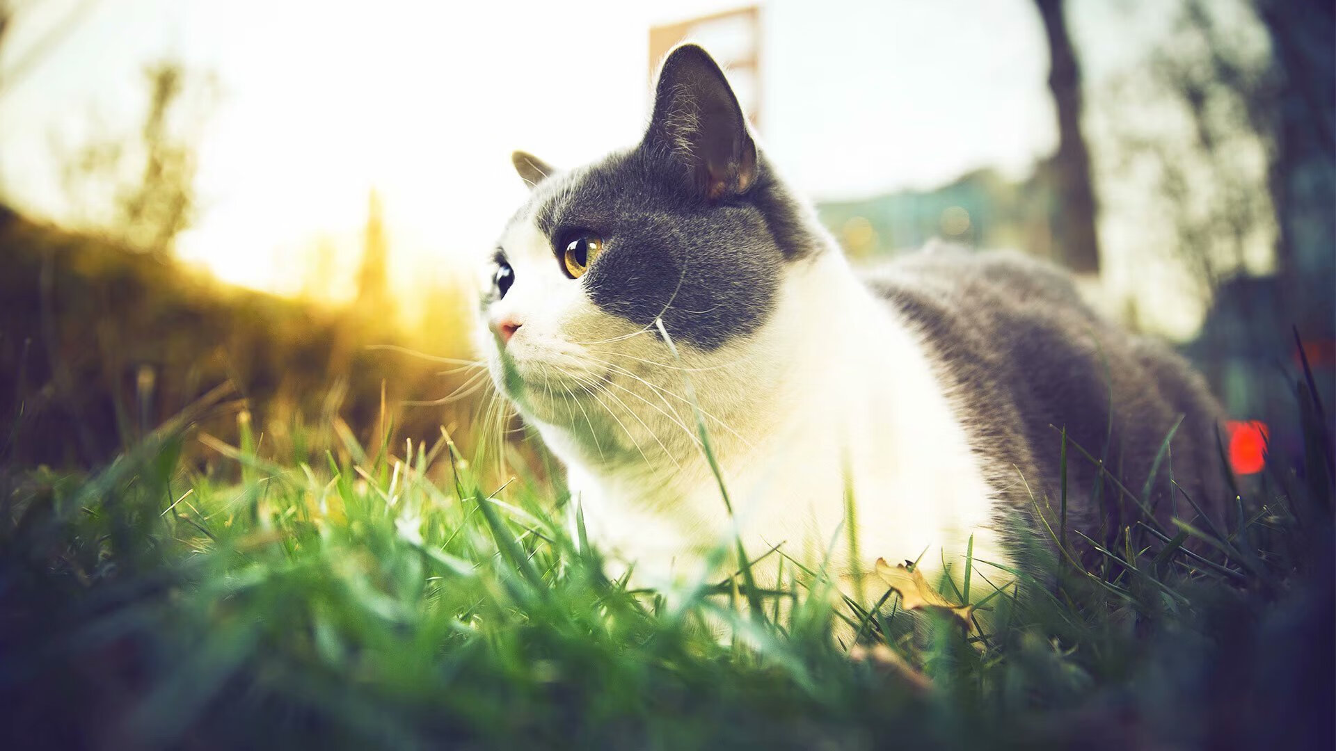 九游9游-阿联酋阿尔艾因主场战胜对手，阿联酋联赛球星