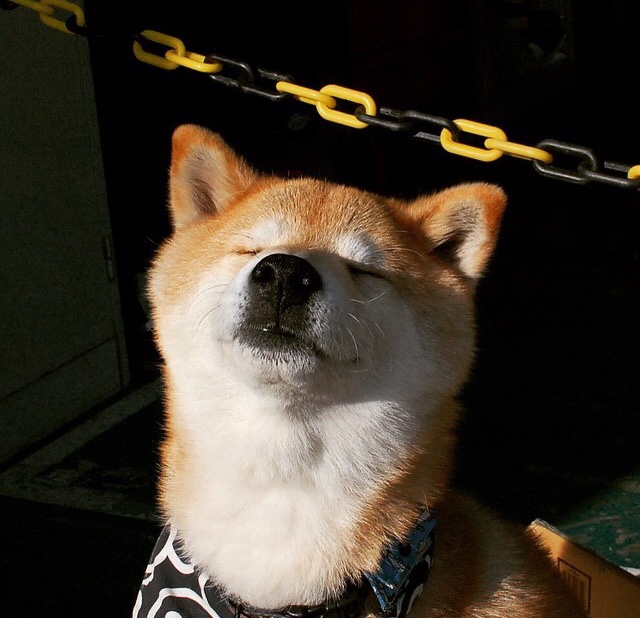 九游游戏中心-黄蜂球队战术多样化成效明显，黄蜂球队以前叫什么