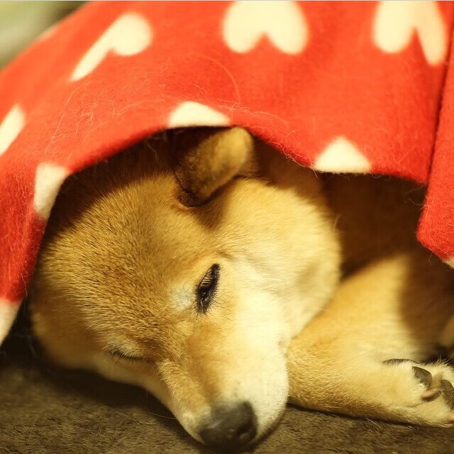 篮球专项体能训练方案设计及个性化实施方法探讨,篮球运动项目体能训练计划