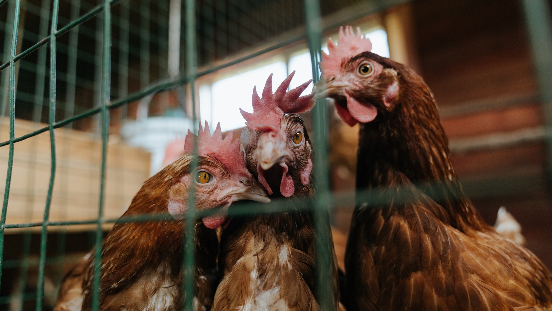 青少年篮球运动员运动损伤预防及康复策略,青少年篮球训练的影响因素及对策研究