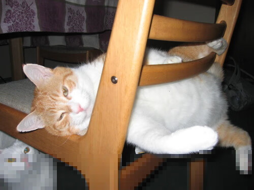 -Chinese Taipei展现团队精神，2024年世界杯竞逐激烈，2024世界杯举办国