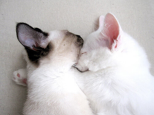 JiuyouAPP下载-弗拉门戈射门转化率高，展现效率，弗拉门戈vs