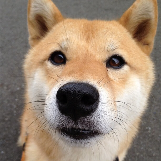 慢节奏下的掩护效果是否更能制造有效出手,掩护的基本动作要领