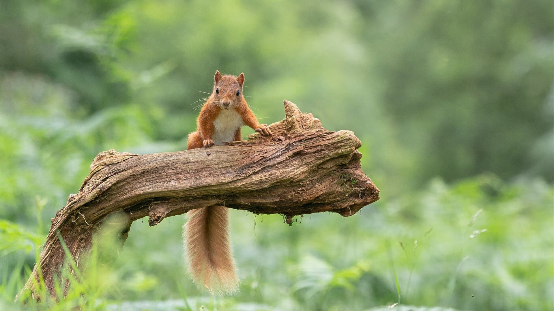 瑞典队在2024年混合团体世界杯赛场上的精彩对决，瑞典队世界杯打法
