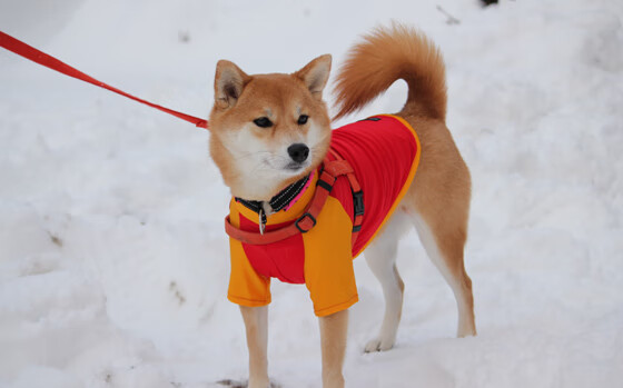 青训球员海外输出为何未形成稳定通道,国外足球青训的队员用上学吗