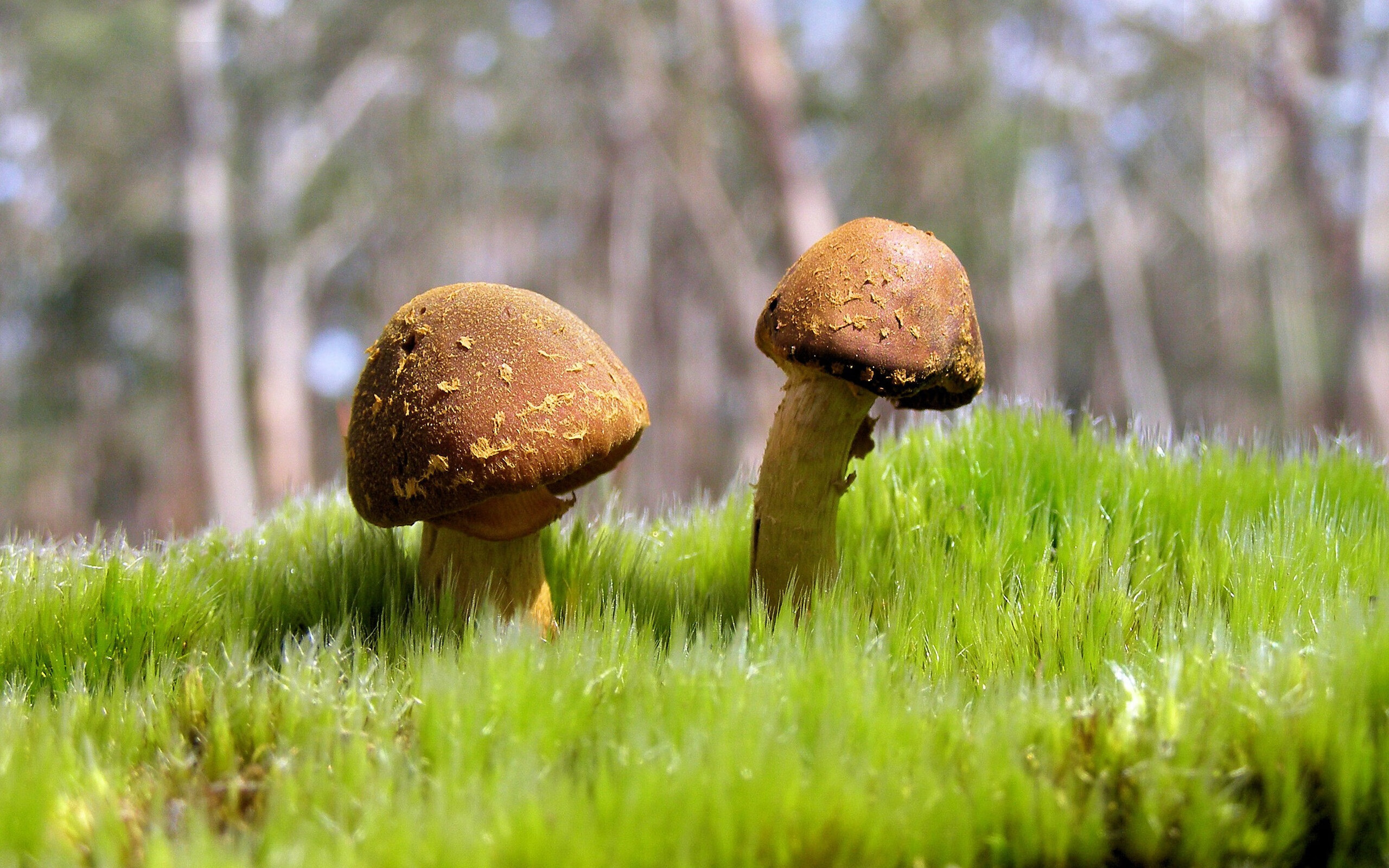 乌拉圭队士气大振,期待世界杯表现