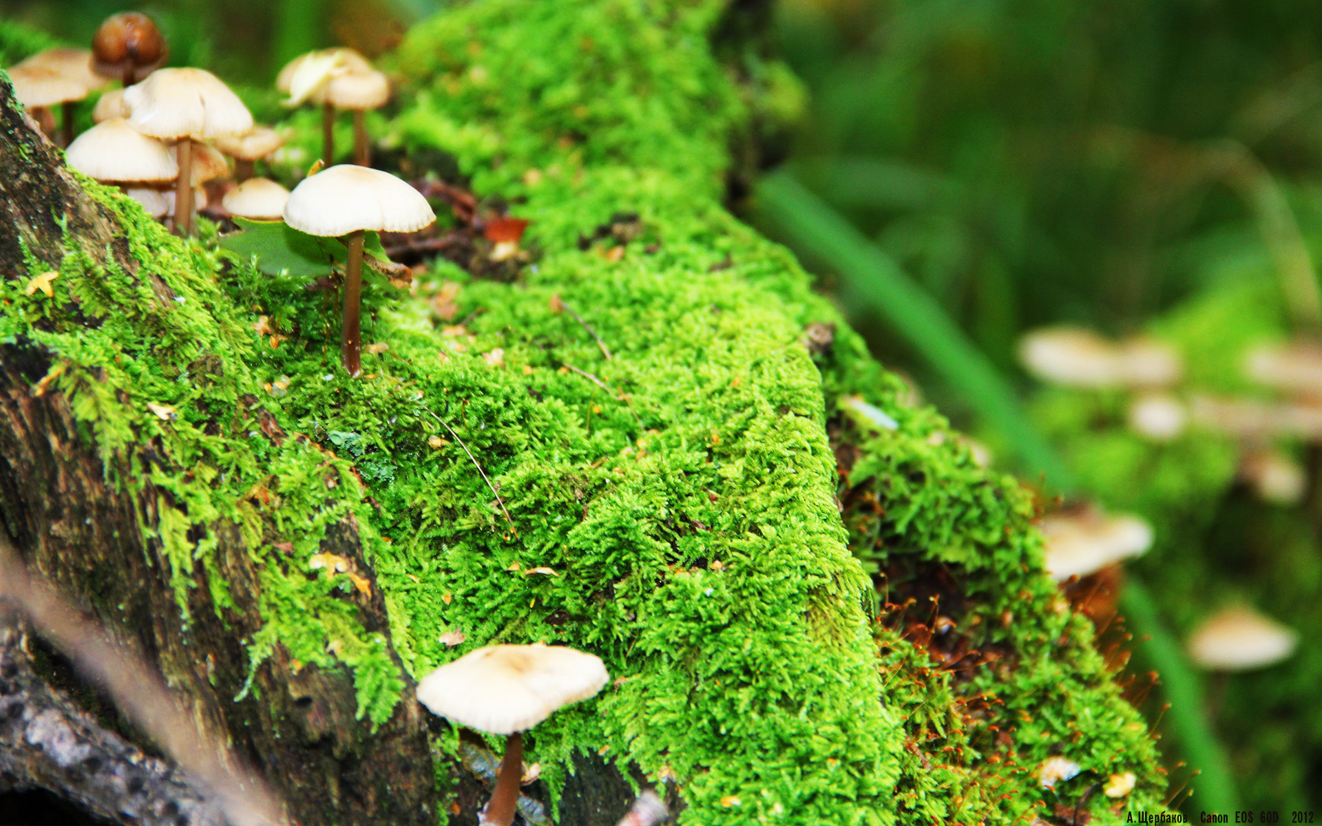 亚历克斯·格林伍德冷静的判断力与精准的防守,帮助袋鼠队克敌制胜