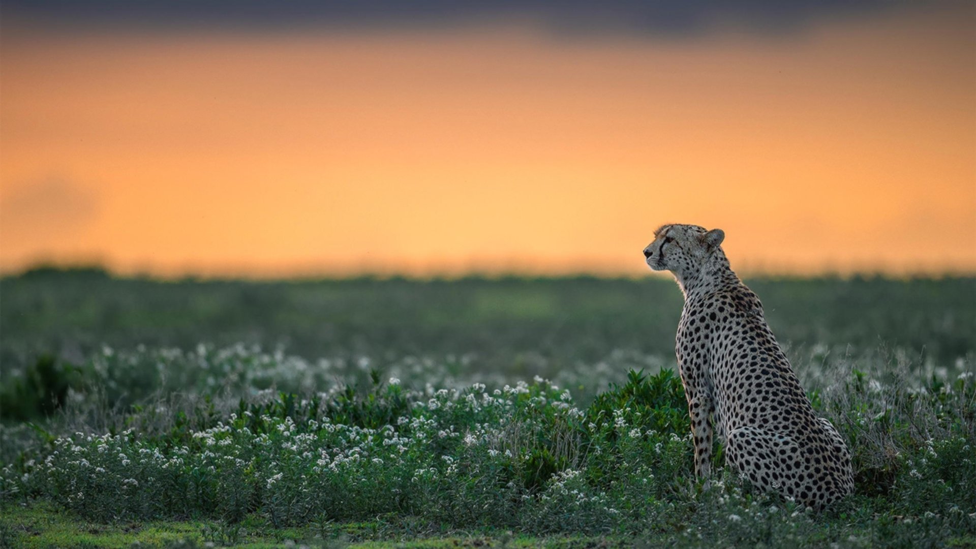 国际足球青训联盟推动全球青少年足球标准化，助力未来巨星成长
