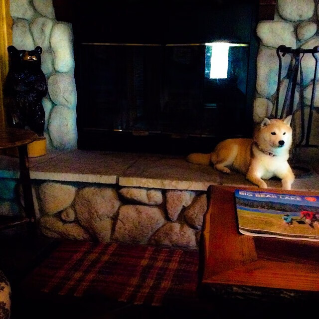 比利时男篮在欧洲预赛中坚持不懈,迈向奥运目标,比利时男篮世界排名