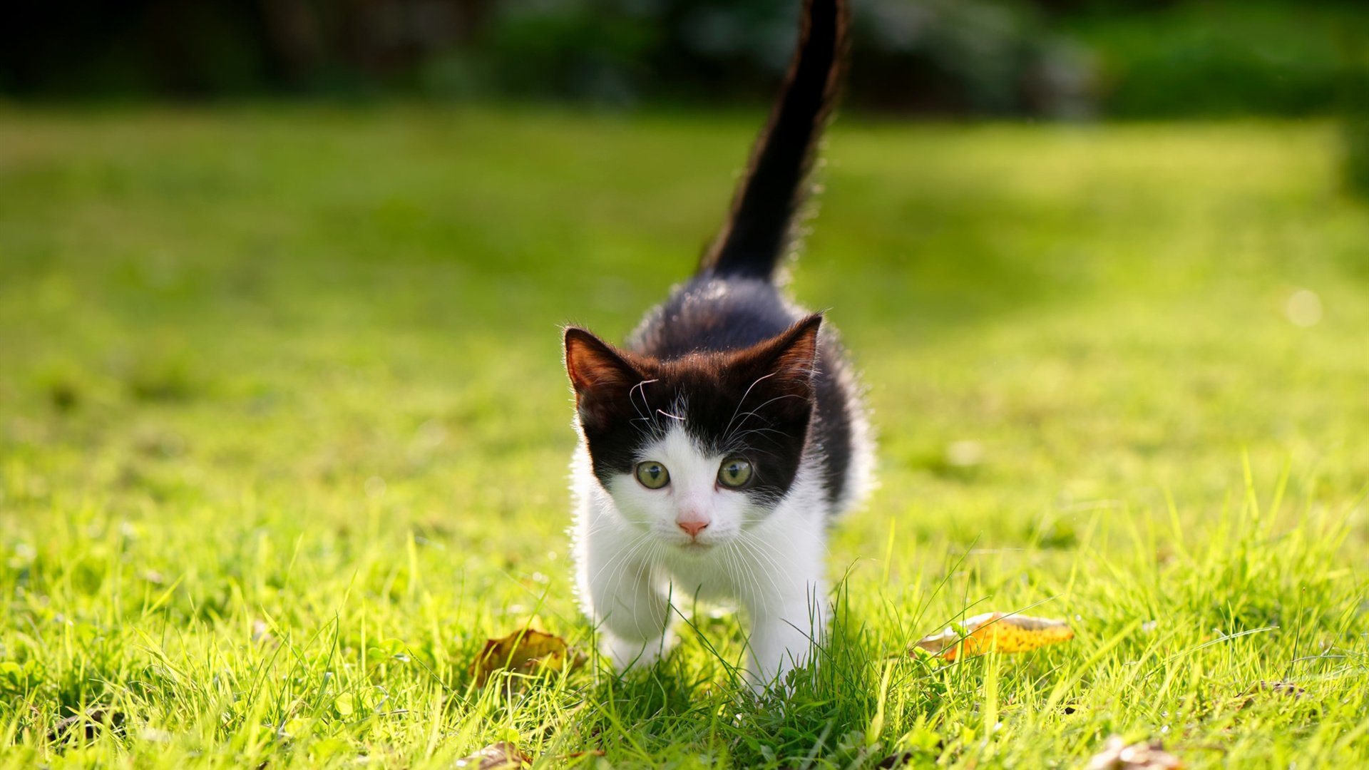 九游(jiuyou)官方网站-赞比亚男篮在非洲预赛中拼搏精进，迈向奥运新世纪，赞比亚篮球运动员